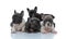 Eager French bulldog standing behind his family