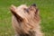 Eager, happy Yorkshire Terrier dog in profile, looking up. Close up of head