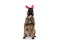 Eager little malinois puppy with bowtie and headband looking up