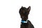 Eager little metis black cat with collar curiously looking up
