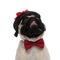 Eager pug looking up while wearing a decorated hat