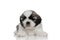 Eager Shih Tzu cub looking forward