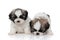 Eager Shih Tzu cubs sniffing and searching