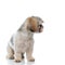 Eager Shih Tzu puppy curiously looking away while sitting