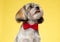 Eager Shih Tzu puppy looking up, panting and wearing bowtie