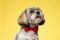 Eager Shih Tzu puppy wearing bowtie and panting