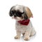 Eager Shih Tzu wearing sunglasses and bandana, curiously looking away
