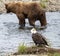 Eagle and Alaskan brown bear