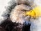 Eagle america bird watercolor painting