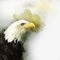 Eagle america bird watercolor painting symbol predator