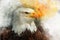 Eagle america bird watercolor painting symbol predator