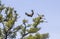 Eagle approaching big tree in Kruger Park