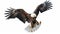 eagle, attack, bald, isolated, drawing, flight, head, wildlife, landing, wings, background, illustration, white, animal, black,