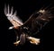 eagle attacking with a black background