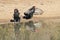 Eagle, Bateleur - African Wild Raptors - Display of Reflection