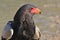 Eagle, Bateleur - Wild Raptors from Africa - Beauty is in the eye of the beholder