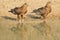 Eagle, Bateleur Young - Wild Raptors Reflection and Background from Africa