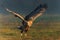 Eagle battle. White tailed eagles fighting for food.