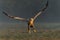 Eagle battle. White tailed eagles fighting for food.