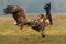 Eagle battle. White tailed eagles fighting for food.