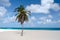 Eagle Beach Aruba, Palm Trees on the shoreline of Eagle Beach in Aruba,