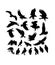 Eagle Bird Animaal Activity Silhouettes