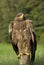 Eagle bird in countryside