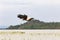 Eagle bird. Fish hunter. Eagle from Lake Baringo. Kenya, Africa