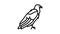eagle bird line icon animation