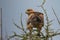 Eagle bird of prey on top of Acacia tree at Serengeti National Park in Tanzania, Africa