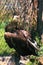 Eagle in cage stand on a stone portrait