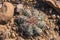 Eagle claws or Turk`s head cactus, Echinocactus horizonthalonius  in the Texas Desert