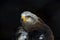 Eagle closeup shot