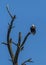 Eagle on dead tree