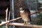 The eagle on dried bamboo staring sharply to the prey in the zoo