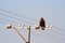 Eagle on electric pole