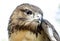 Eagle Eye, Red Tailed Hawk profile