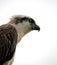 Eagle-eyed Eastern Osprey