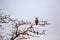 Eagle Eyed Tawny Eagle looking over the plains