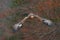 Eagle in face flight attack. Flying dark brawn bird of prey Steppe Eagle, Aquila nipalensis, with large wingspan. Wildlife scene f