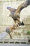 Eagle Falconry