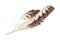 Eagle feather isolated