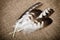 Eagle feather isolated