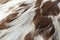 Eagle Feathers Closeup