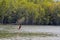 Eagle Feeding in Langkawi island Mangrove tour