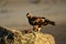 eagle feeds on the prey on the rock in the mountain