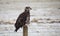 Eagle on a Fence Post in Montana