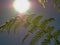 Eagle fern leaf against the morning sun