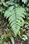 Eagle fern (Pteridium aquilinum)