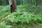 Eagle Ferns and old spruce tree stump in summertime forest